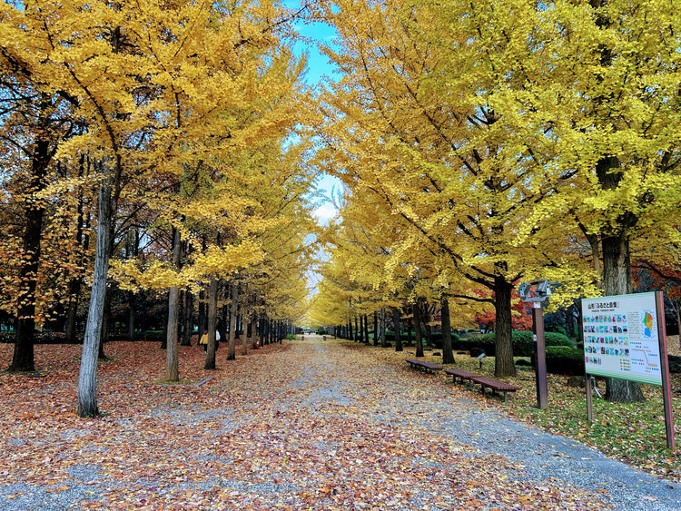 山形県総合運動公園～秋のイチョウ並木～